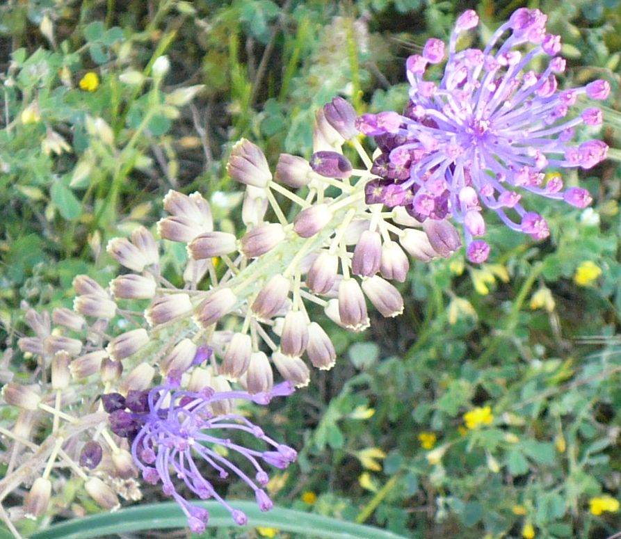 Muscari comosum